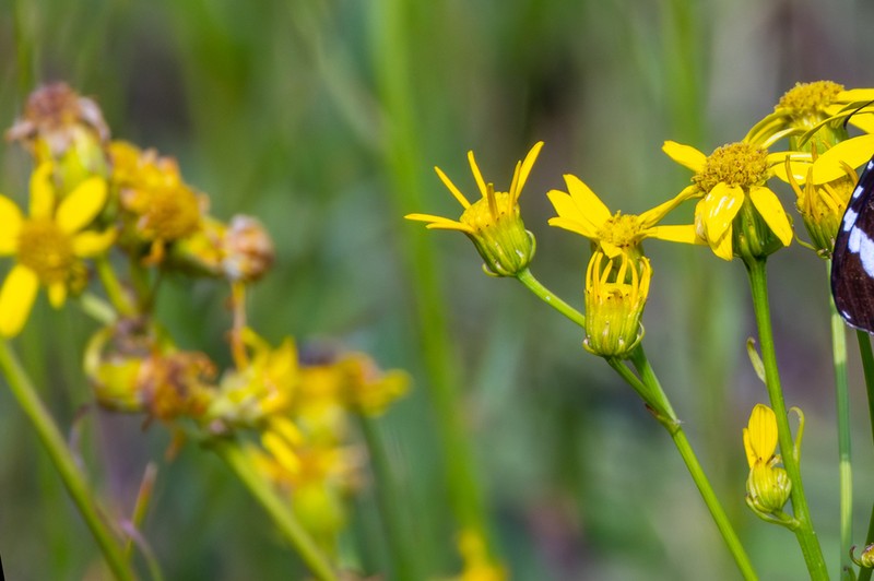 Senecio microglossus photo 3