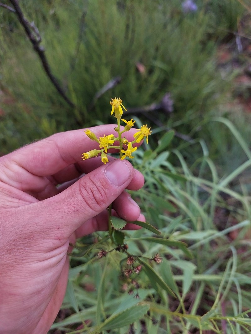 Senecio microglossus photo 5