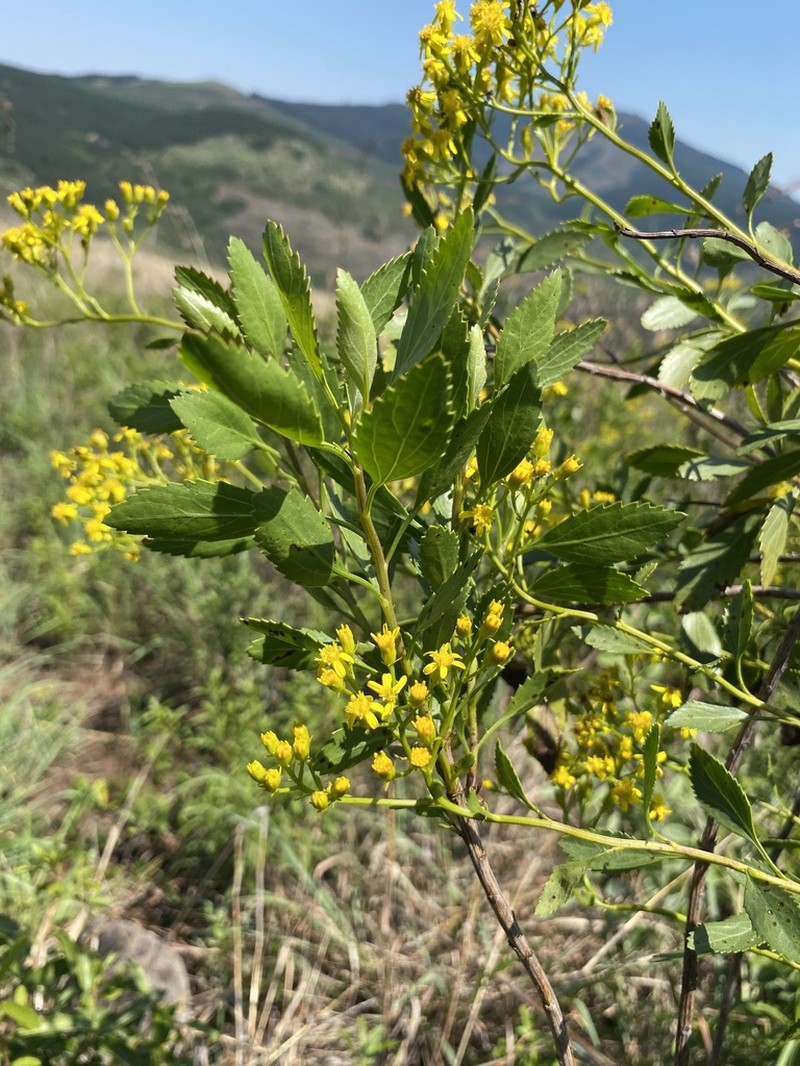 Senecio microglossus photo 6