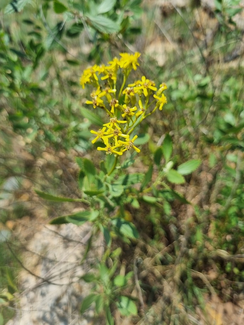 Senecio microglossus photo 7