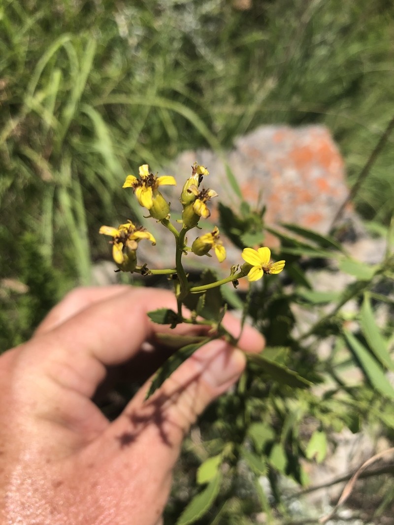 Senecio microglossus photo 8