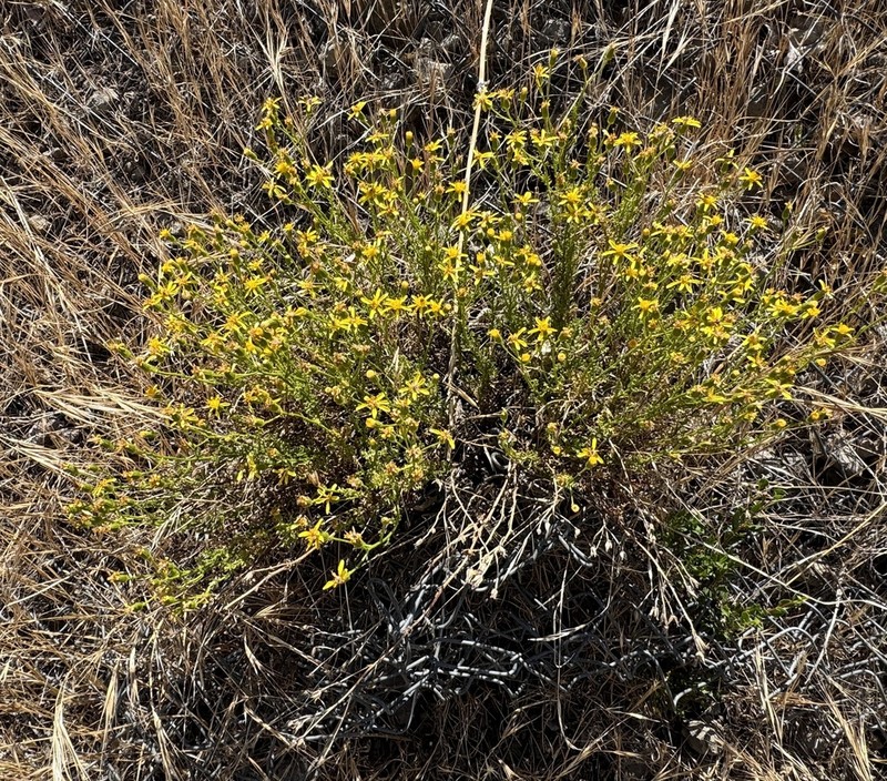 Senecio microphyllus photo 2