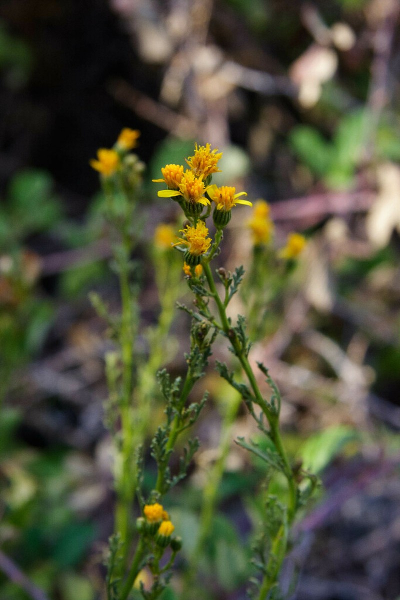 Senecio microphyllus photo 3