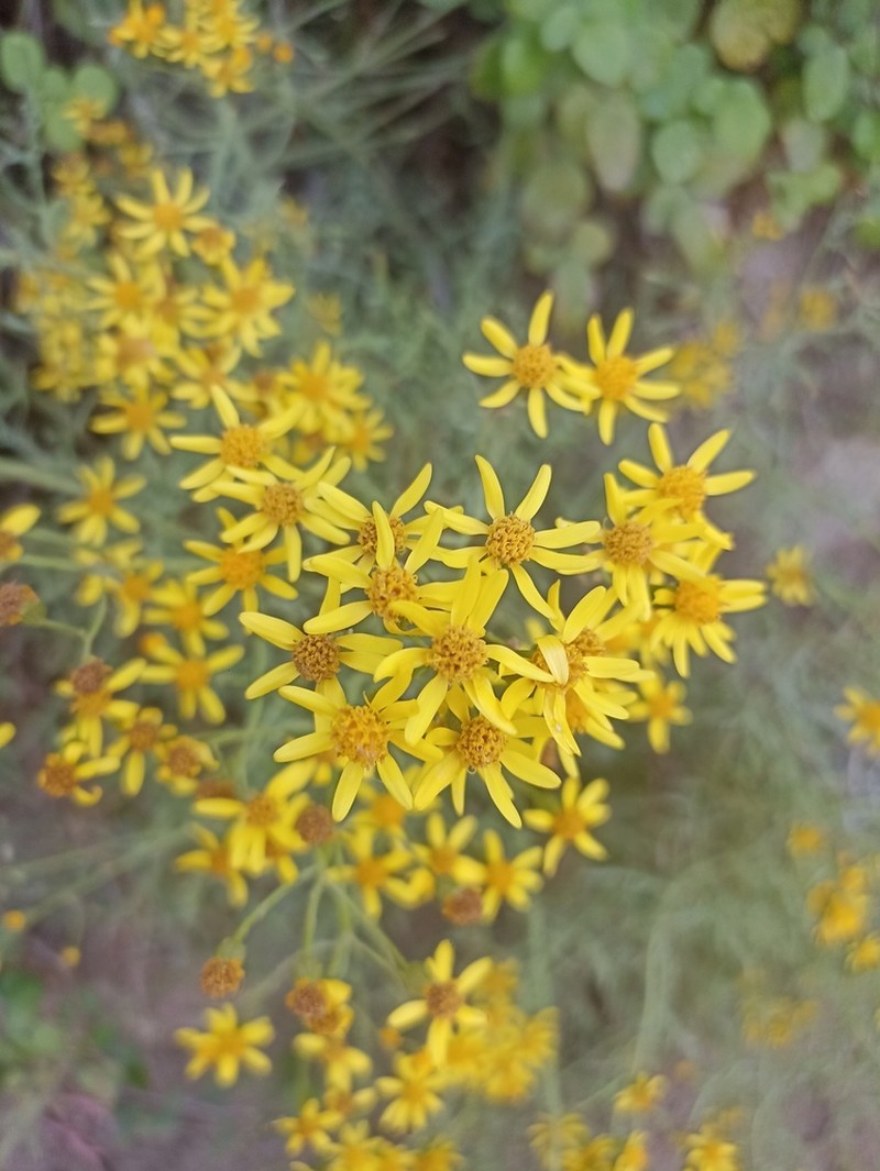 Senecio microphyllus photo 4