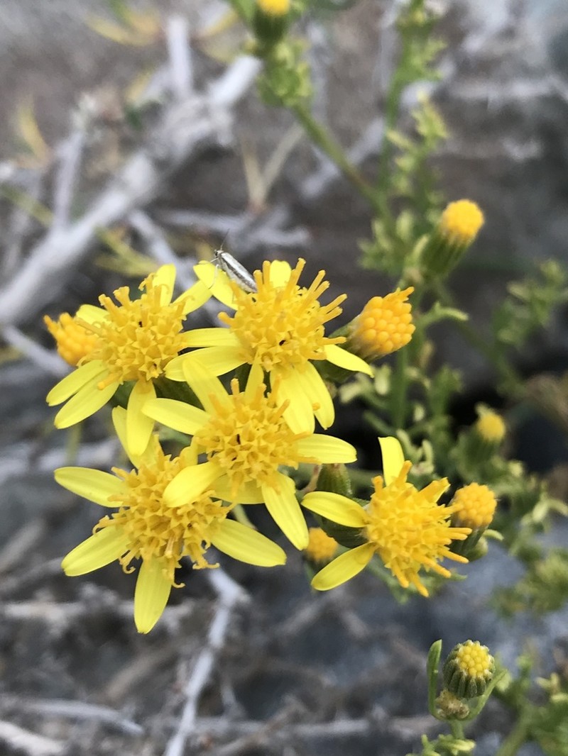 Senecio microphyllus photo 5