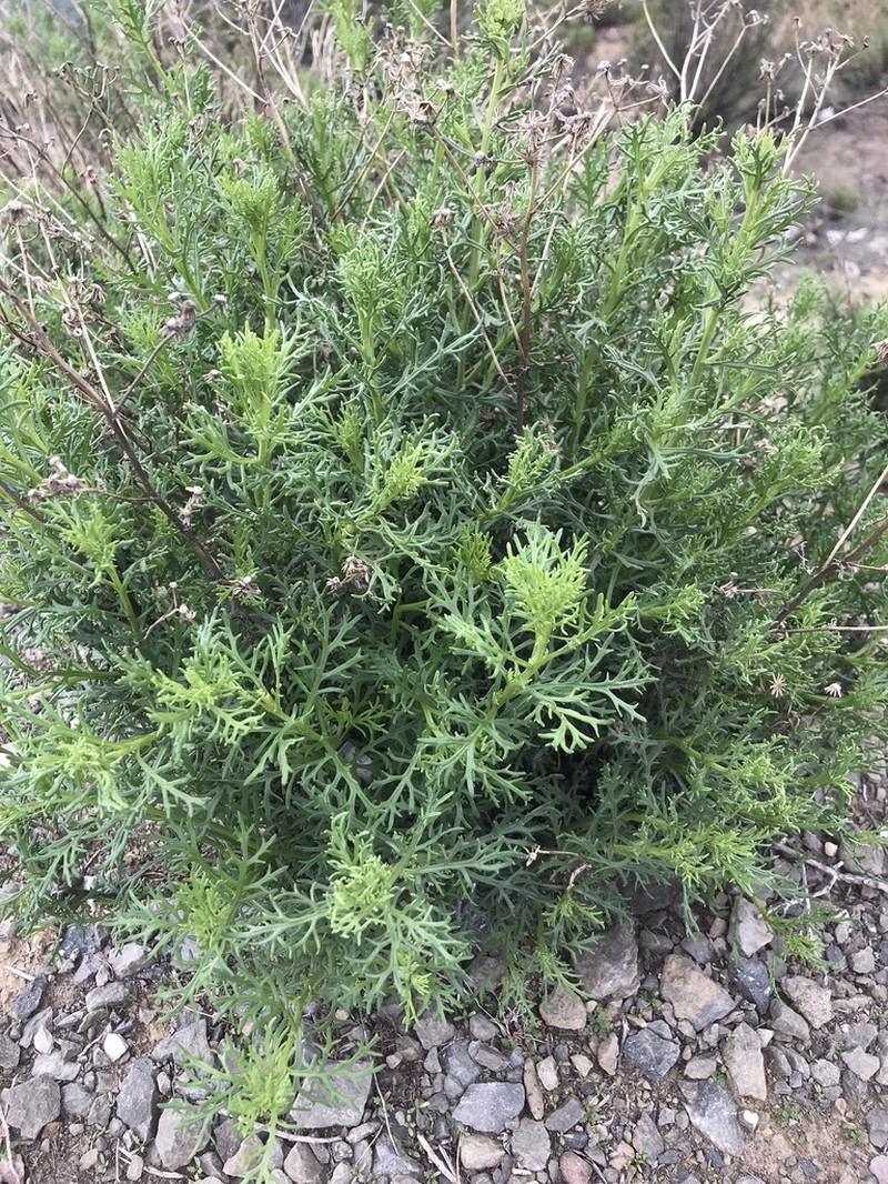Senecio microphyllus photo 6