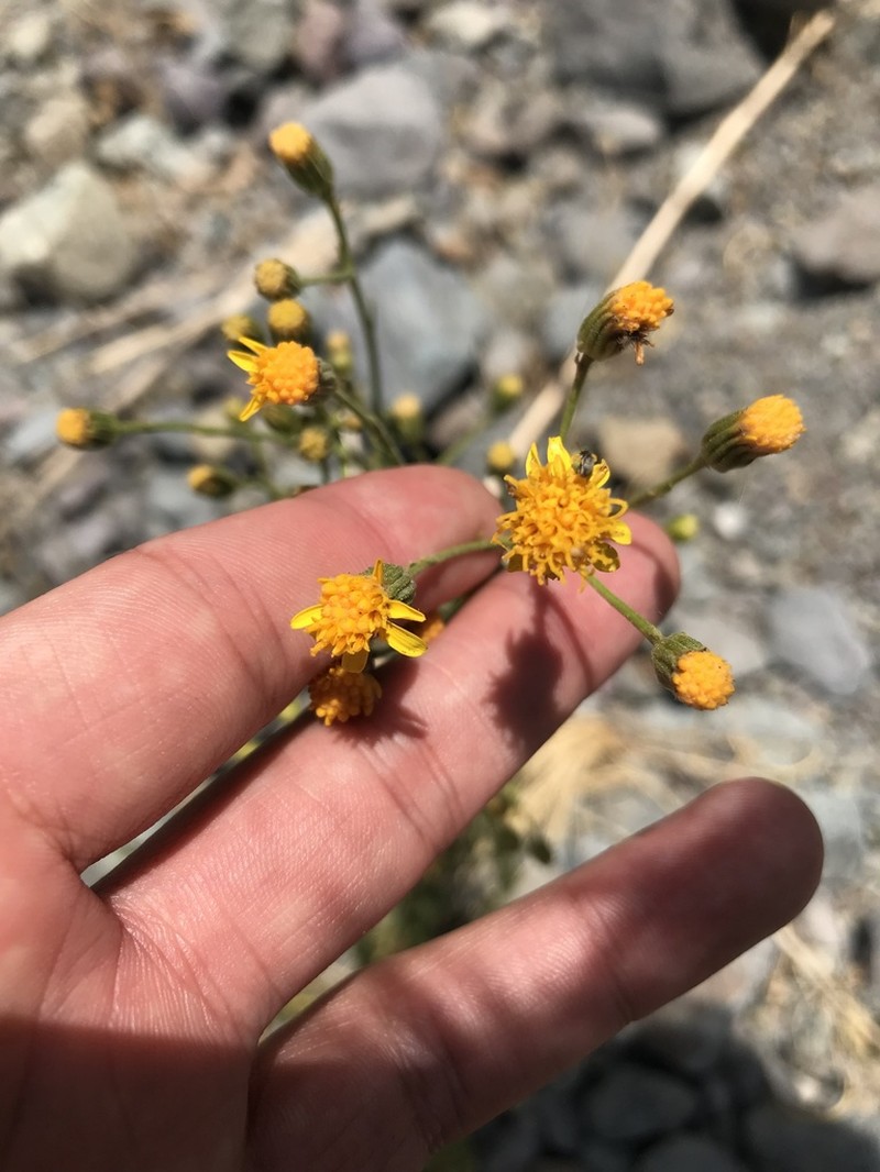 Senecio microphyllus photo 7