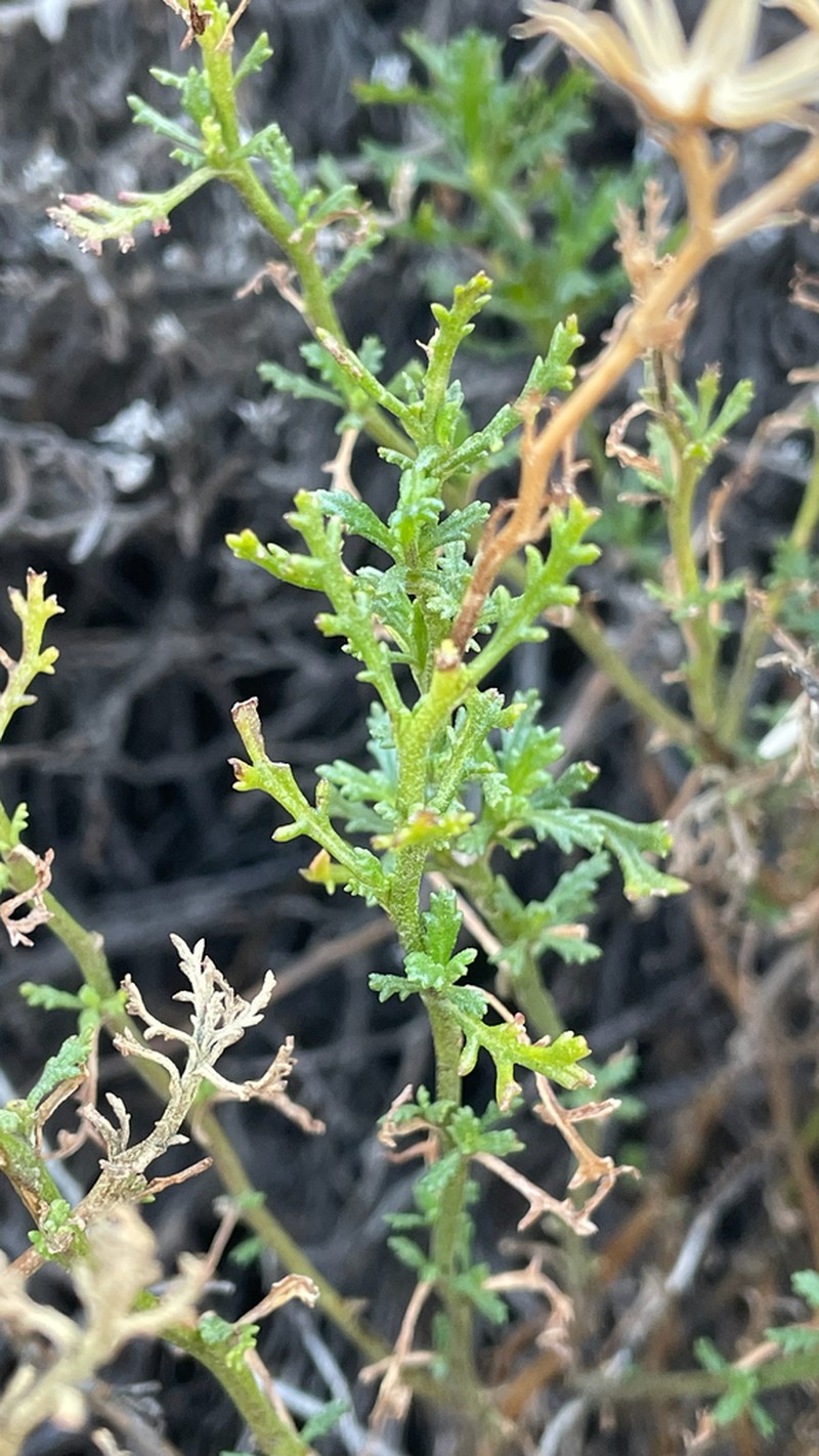 Senecio microphyllus photo 8