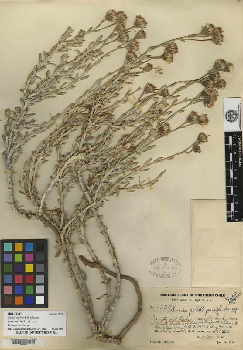 Senecio micropifolius photo 3