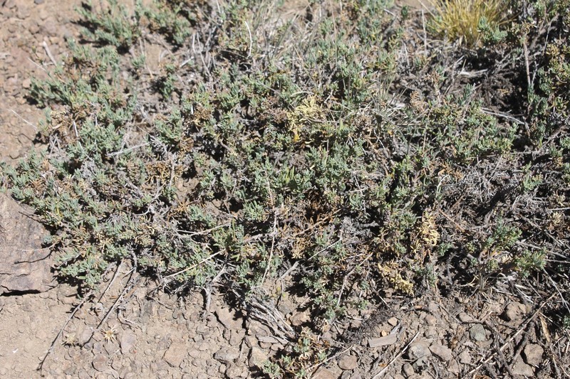 Senecio micropifolius