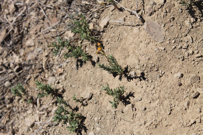 Senecio micropifolius photo 5