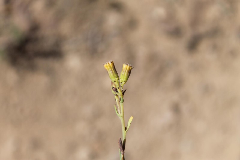 Senecio micropifolius photo 6
