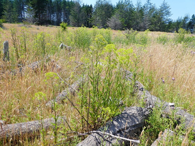Coastal Burnweed photo 3