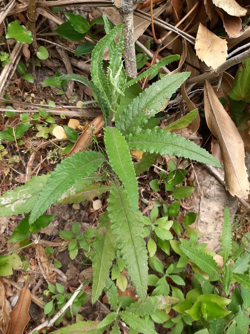 Coastal Burnweed photo 4