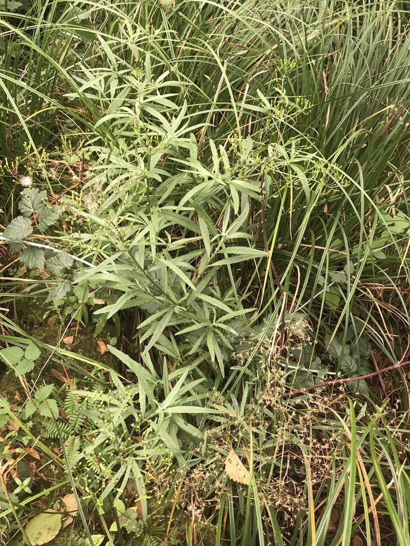 Coastal Burnweed photo 5