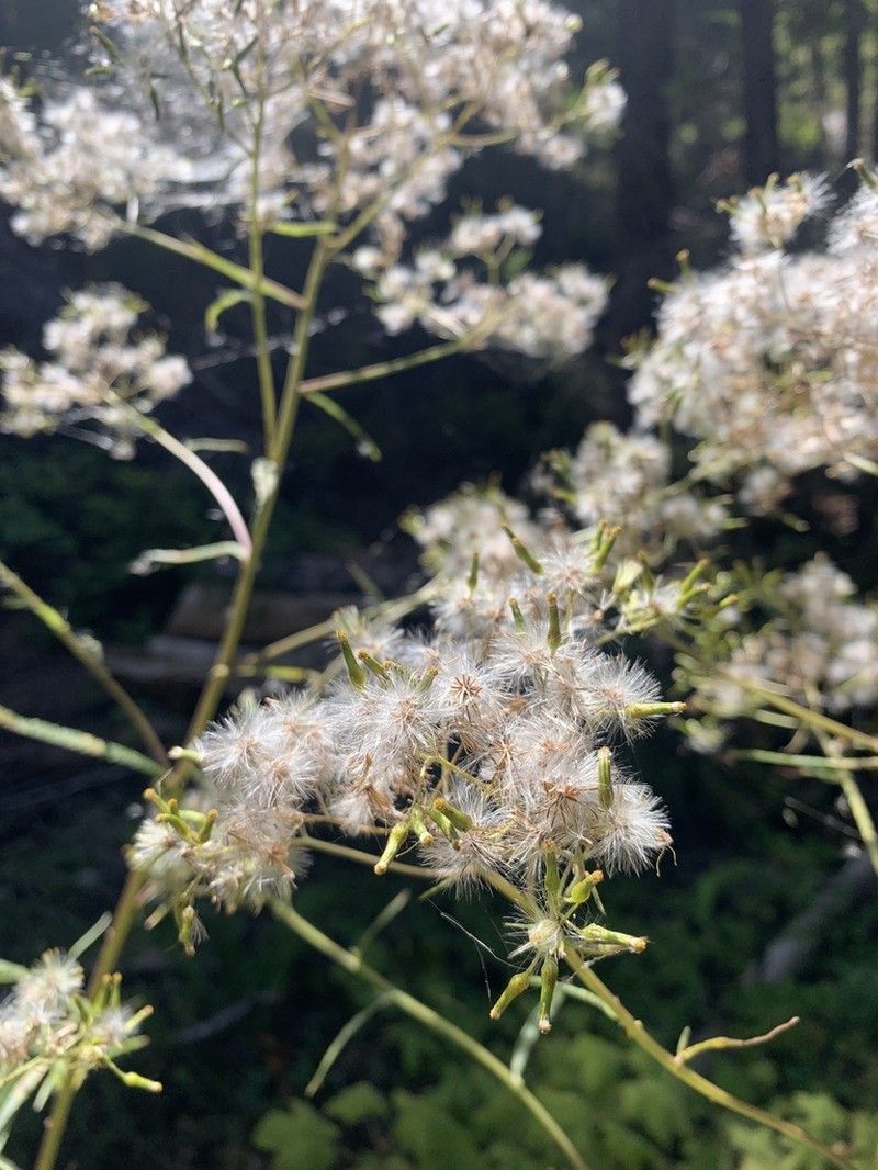 Coastal Burnweed photo 6