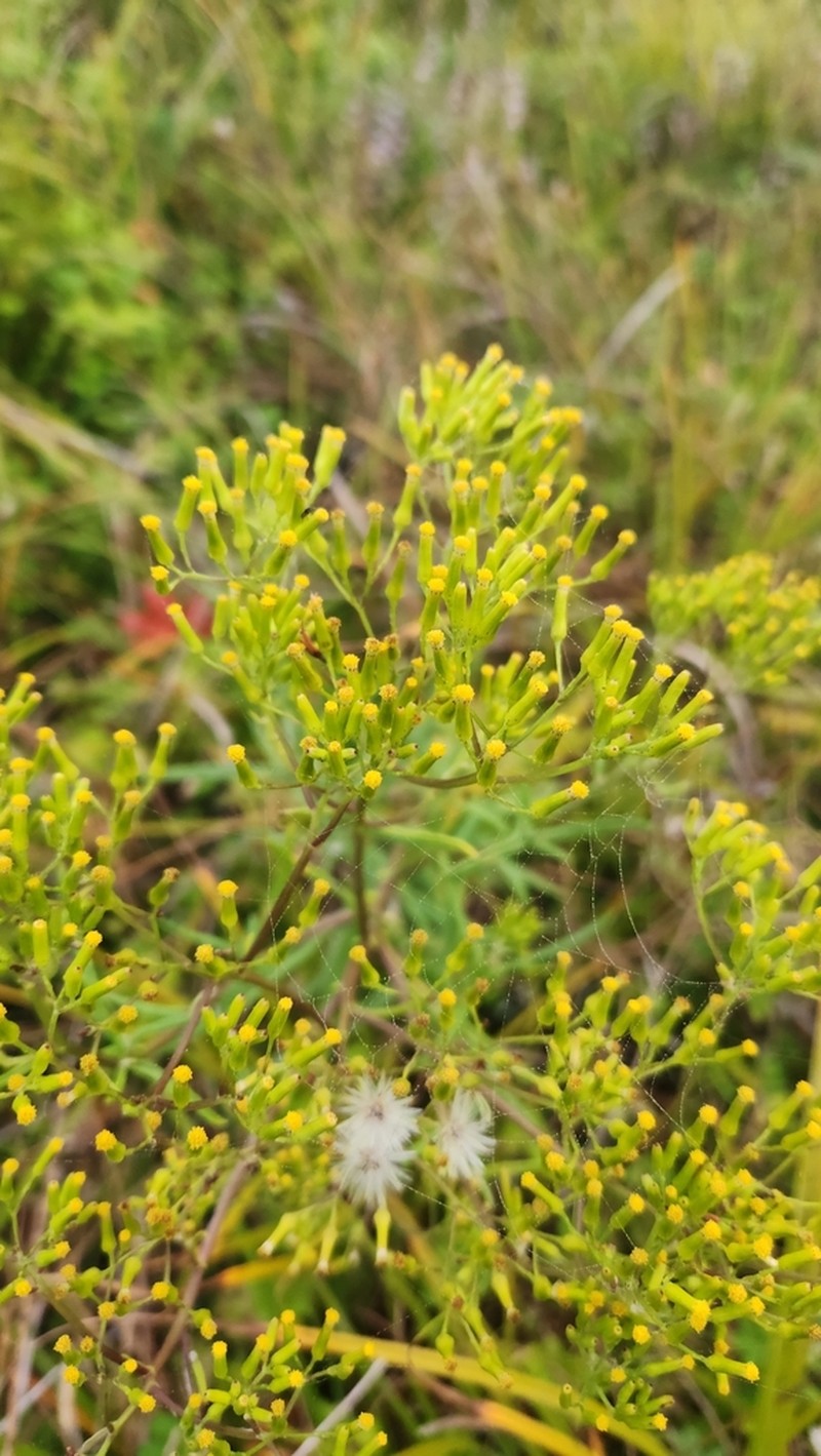 Coastal Burnweed photo 7