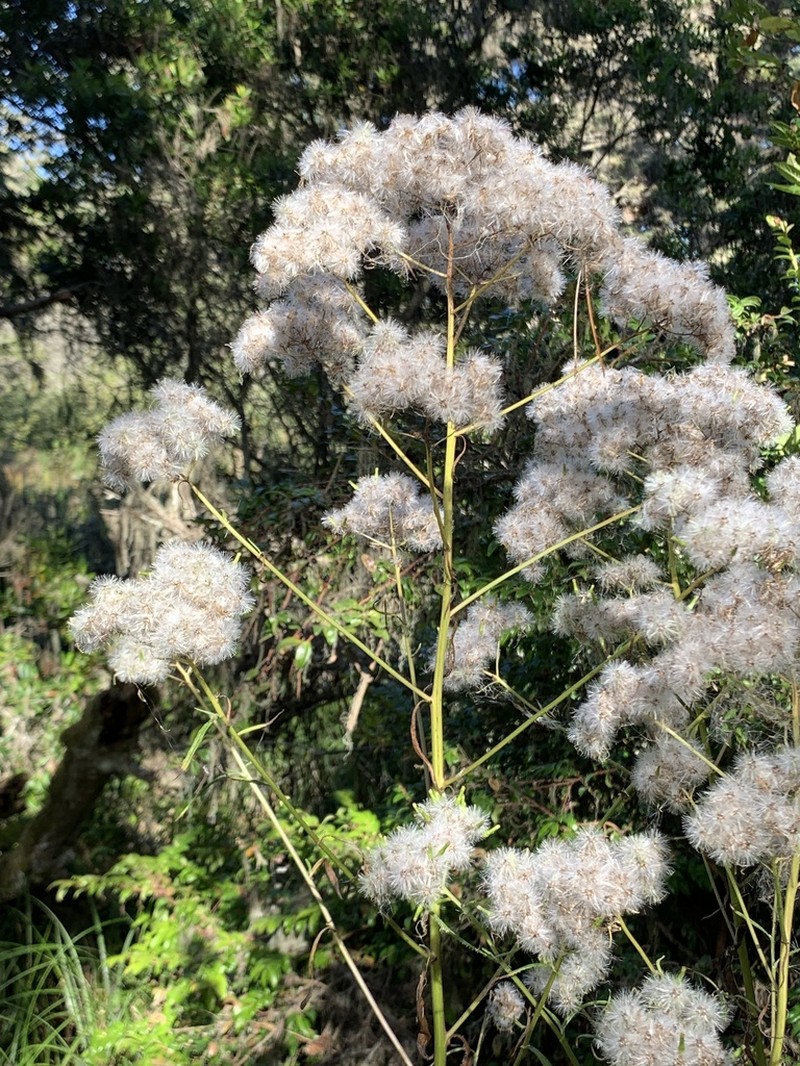 Coastal Burnweed photo 8