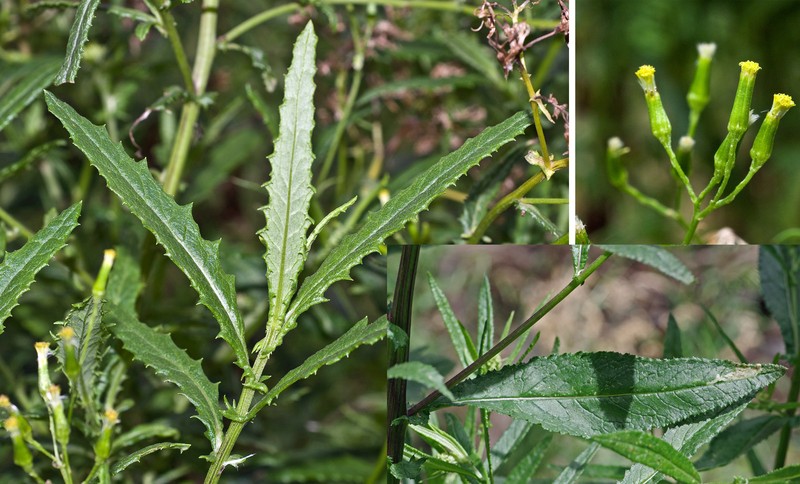 Coastal Burnweed