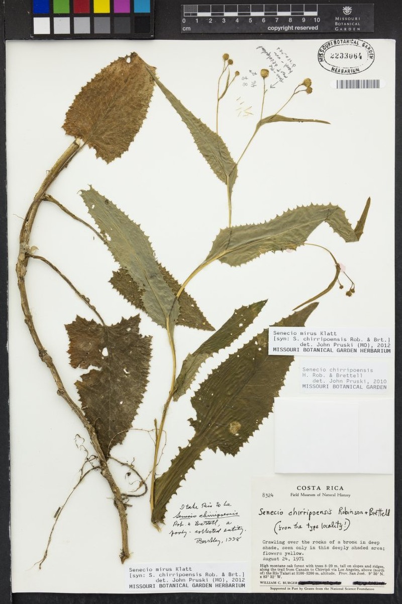 Senecio mirus