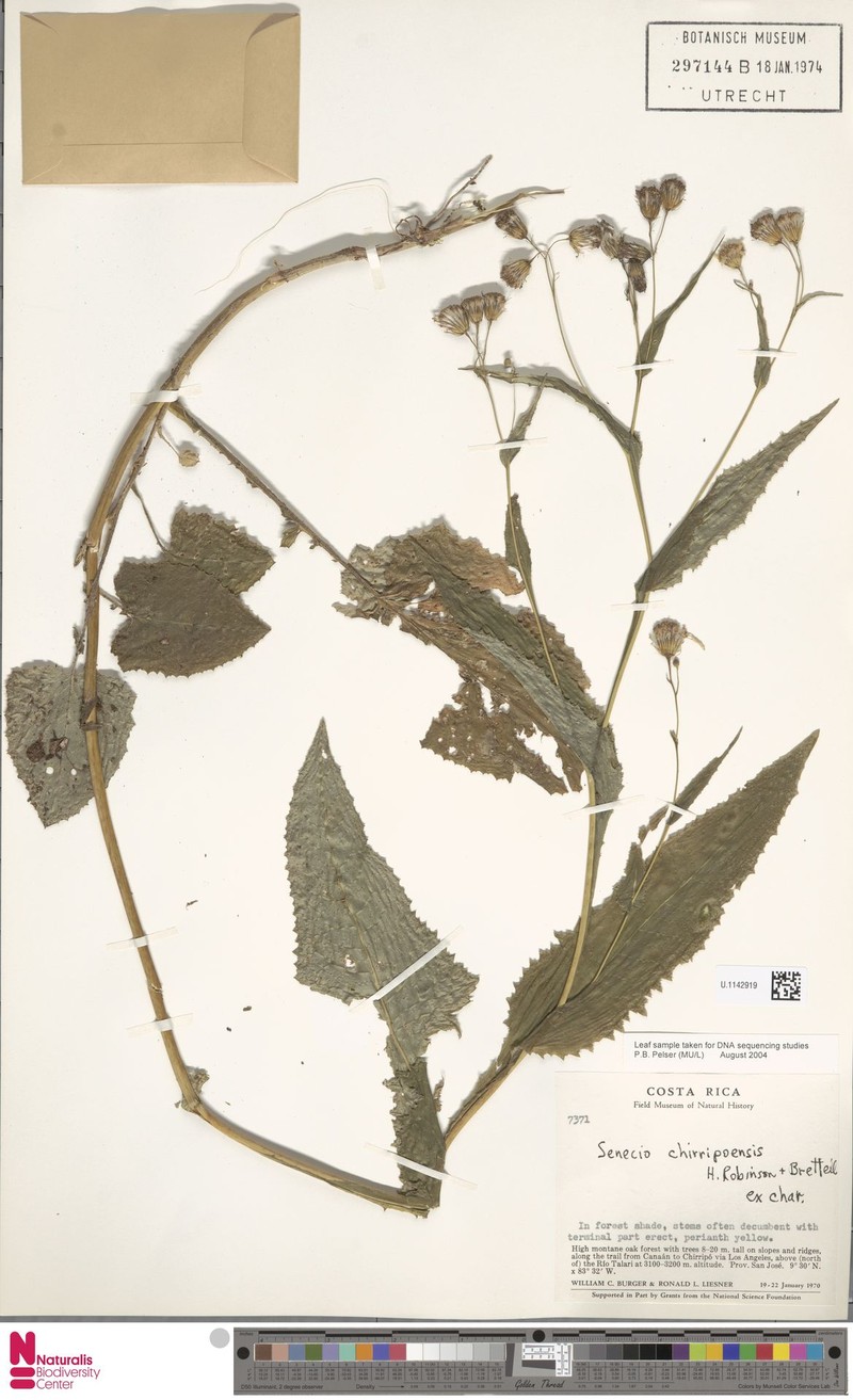 Senecio mirus photo 2