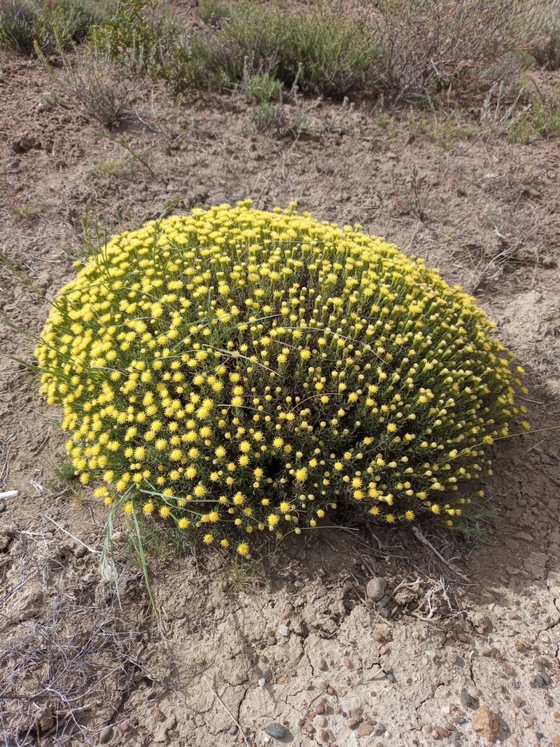 Senecio miser