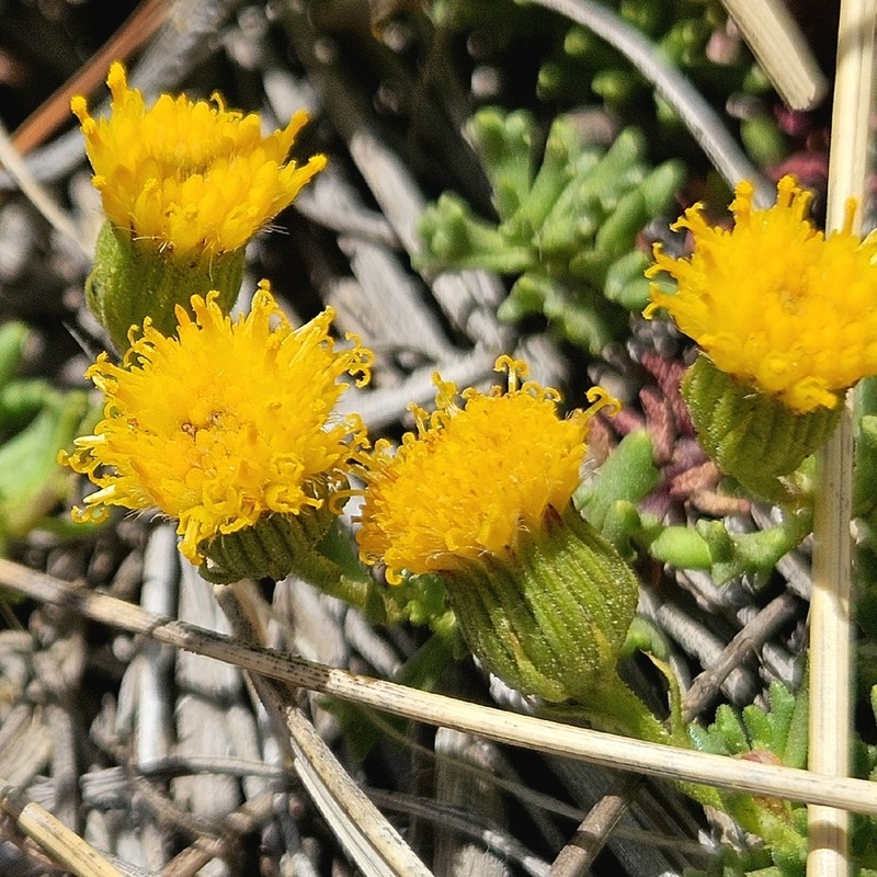 Senecio miser photo 2