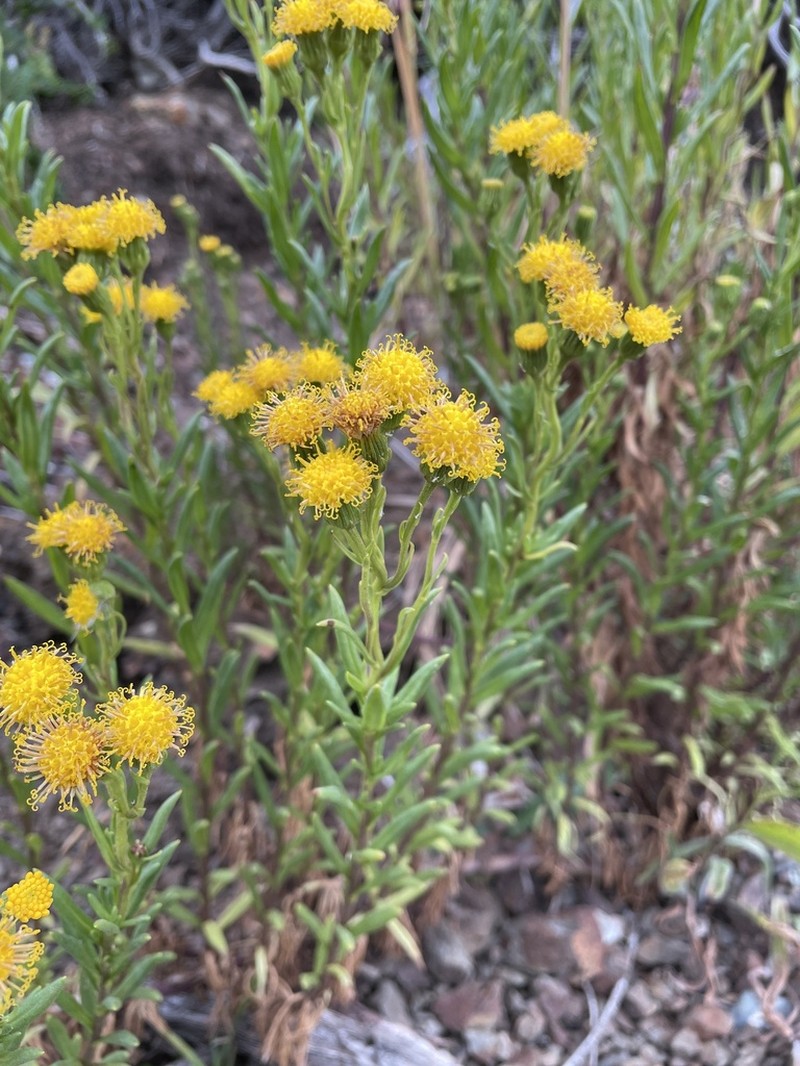 Senecio miser photo 3