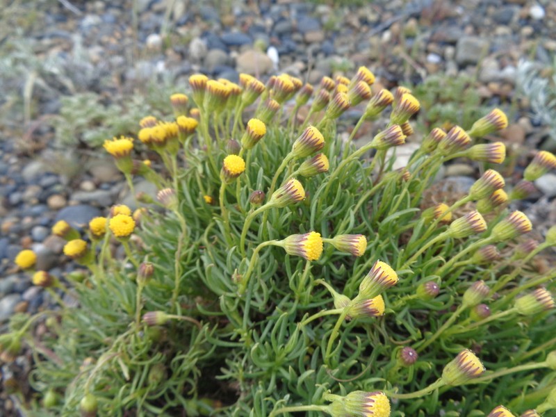 Senecio miser photo 4