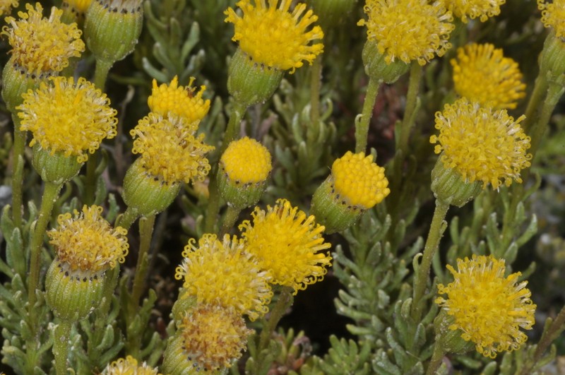 Senecio miser photo 6