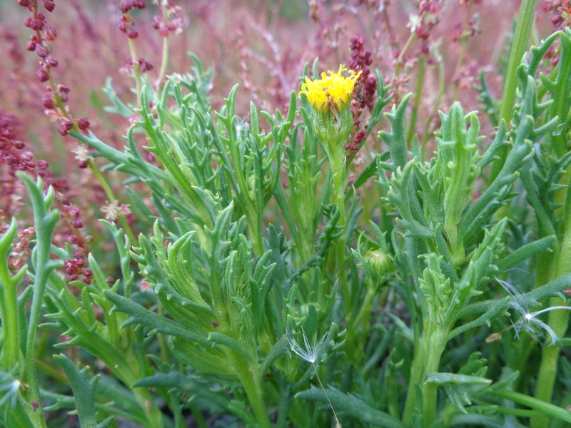 Senecio miser photo 7