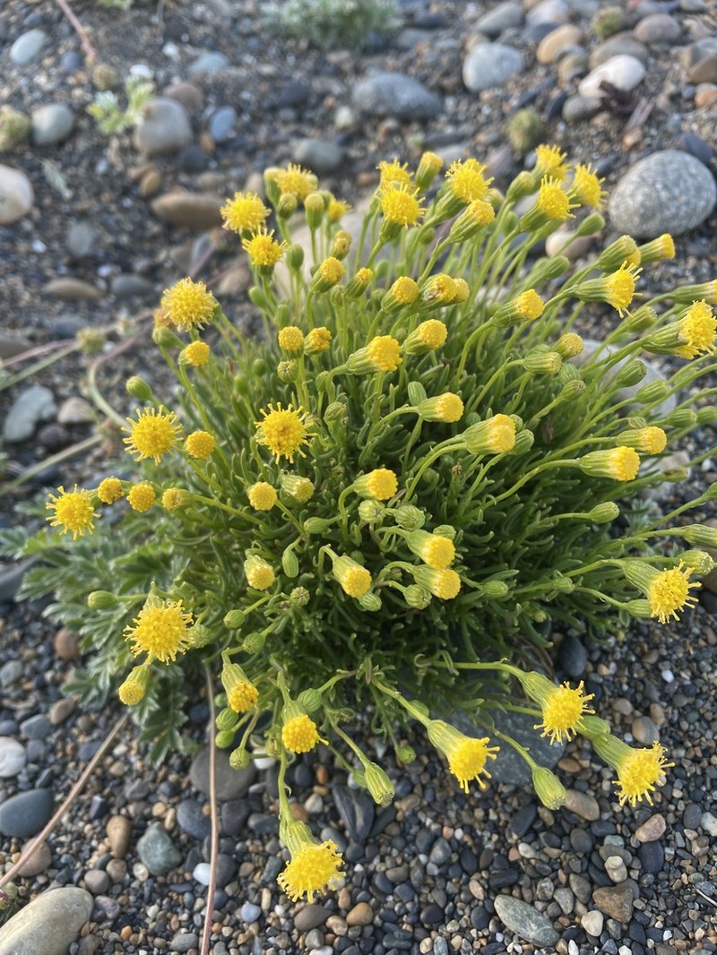 Senecio miser photo 8