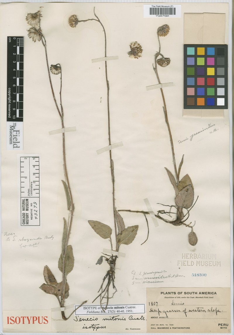Senecio mitonis