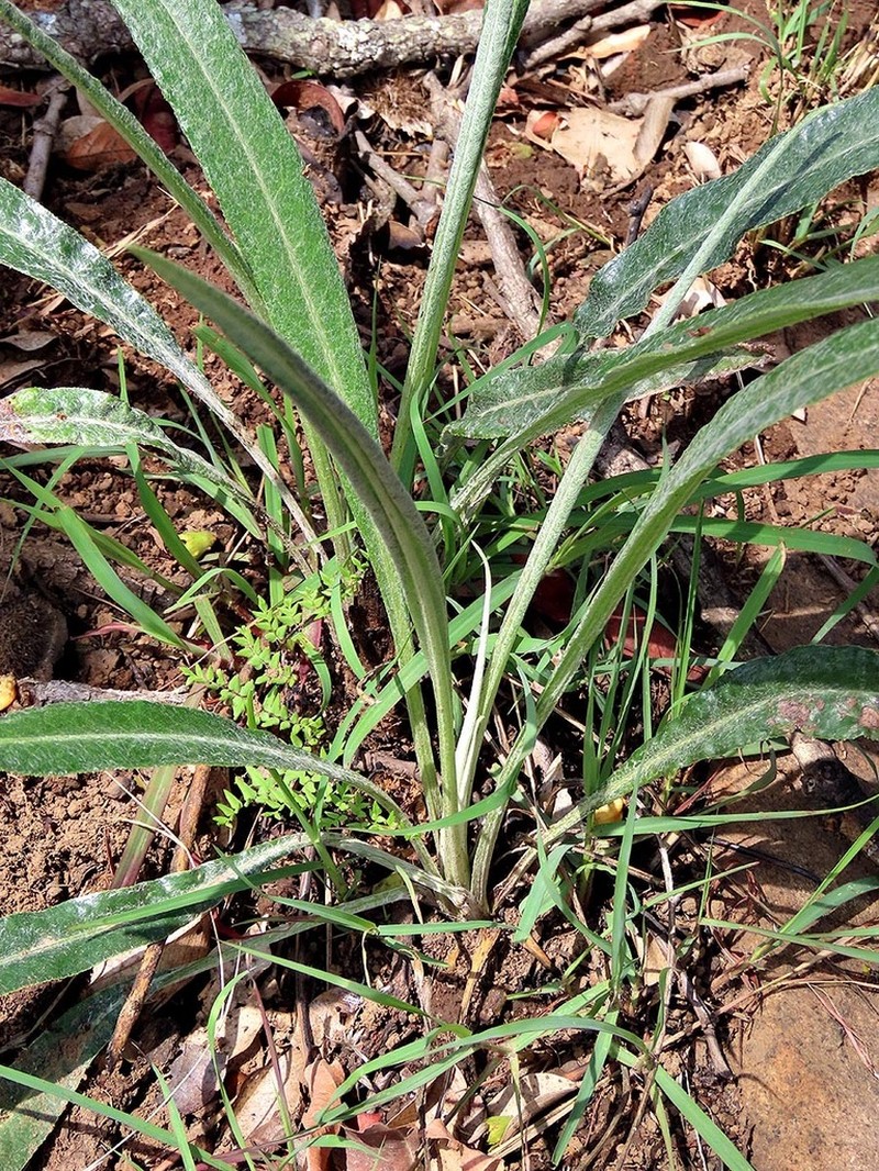 Senecio mlilwanensis photo 2