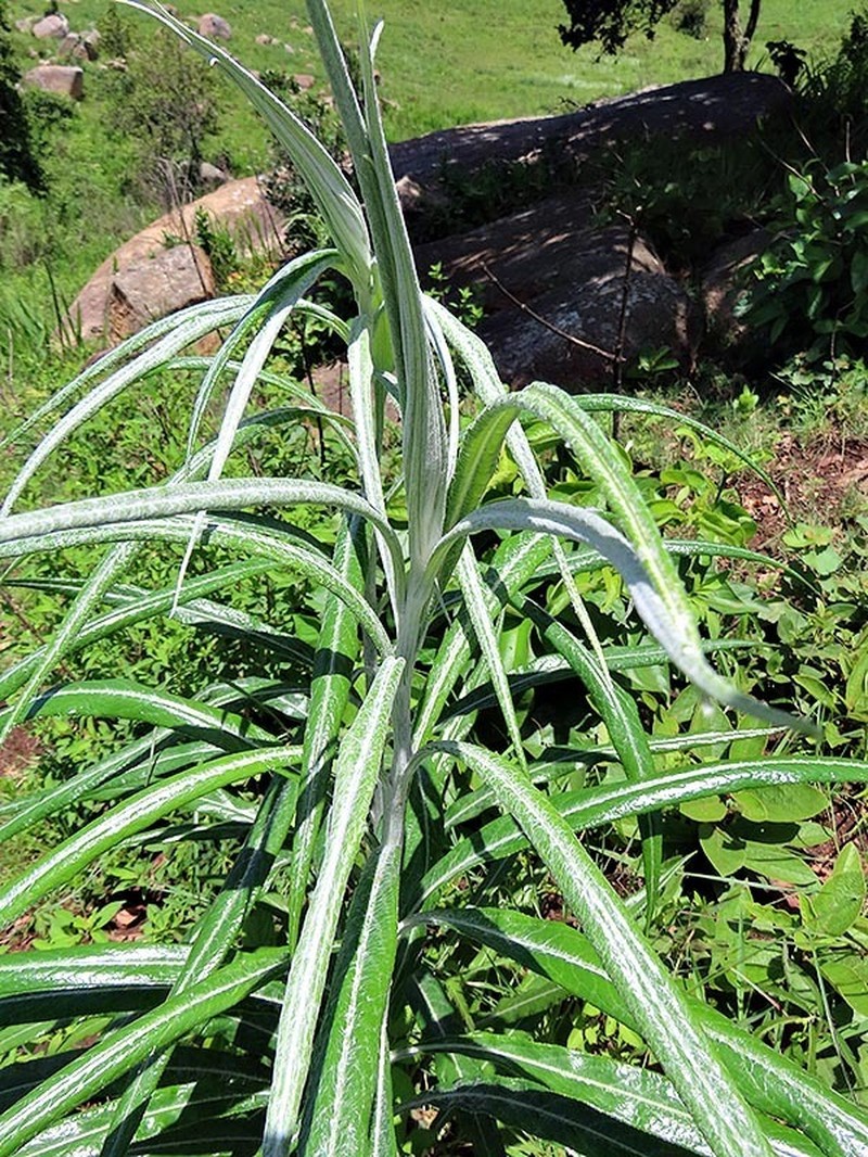 Senecio mlilwanensis photo 3