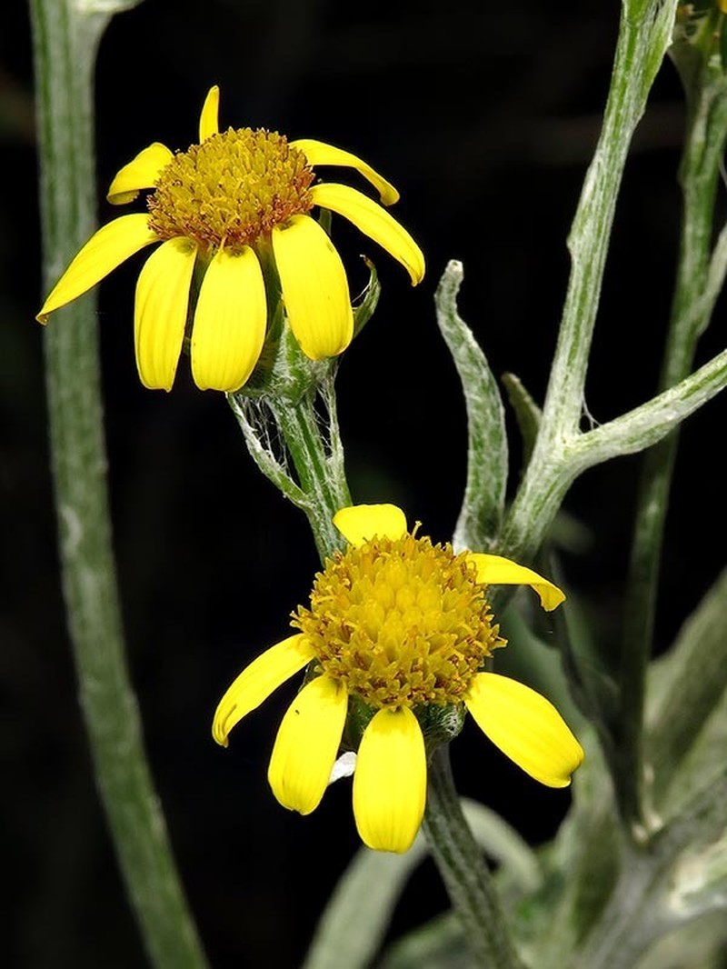 Senecio mlilwanensis photo 4
