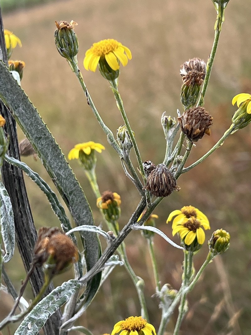 Senecio mlilwanensis photo 5