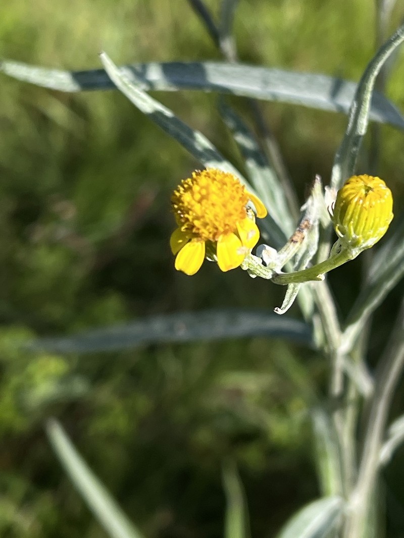 Senecio mlilwanensis photo 6