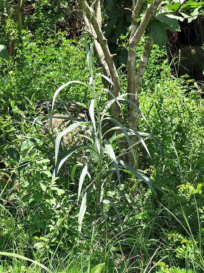 Senecio mlilwanensis photo 7