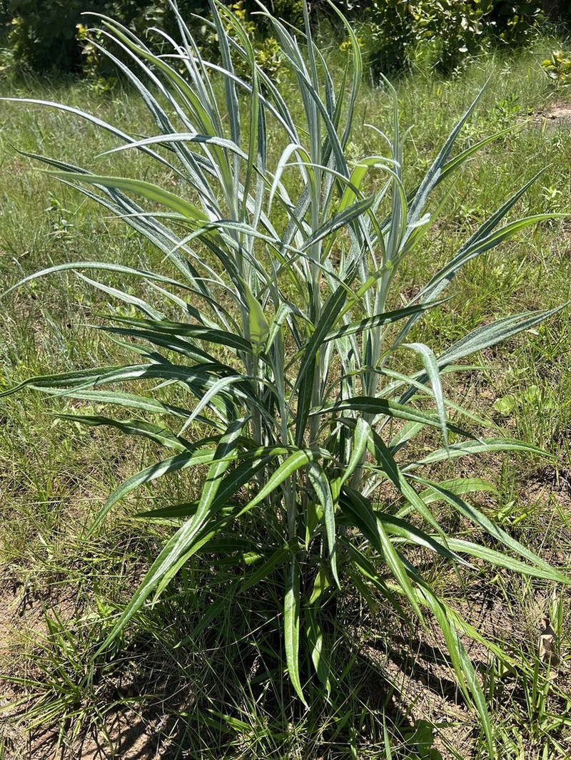 Senecio mlilwanensis photo 8