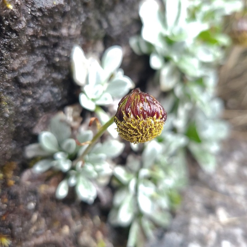 Senecio modestus