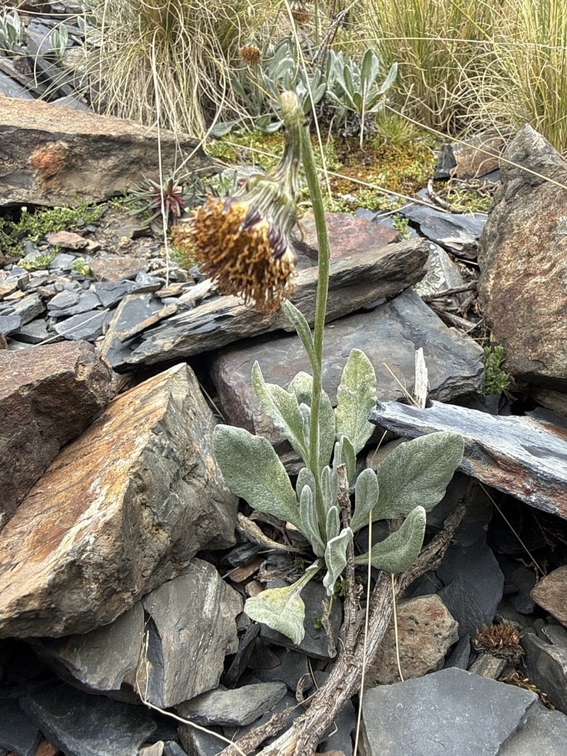 Senecio modestus photo 2
