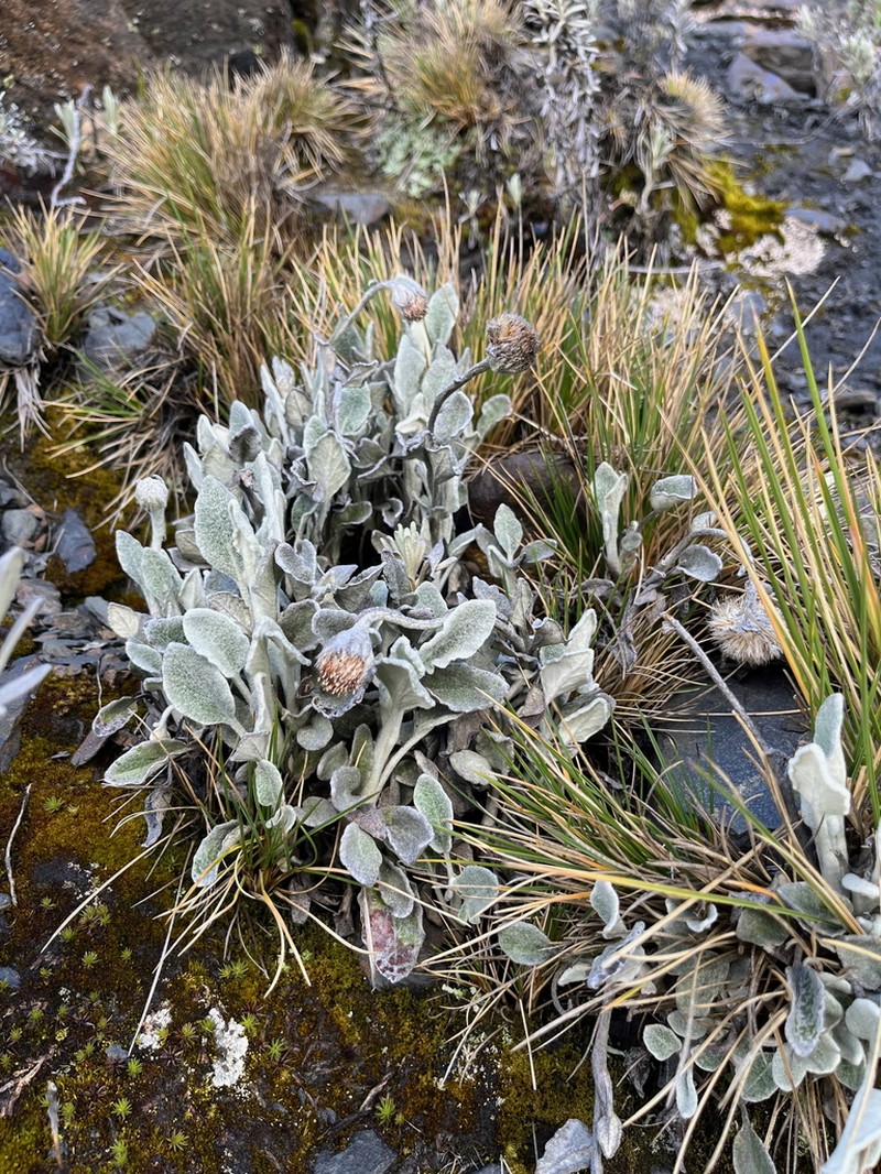 Senecio modestus photo 3