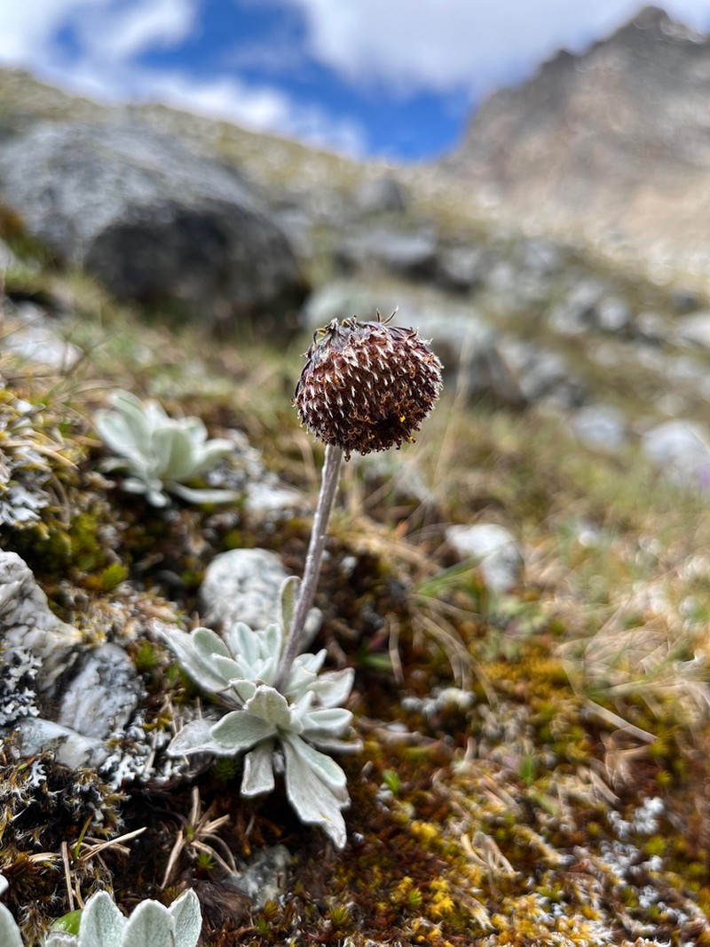 Senecio modestus photo 4
