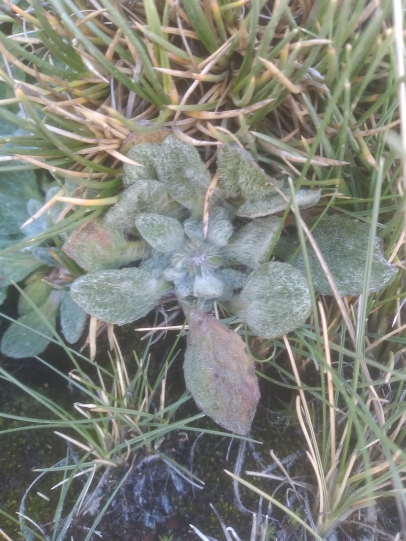 Senecio modestus photo 5