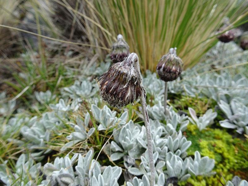Senecio modestus photo 6