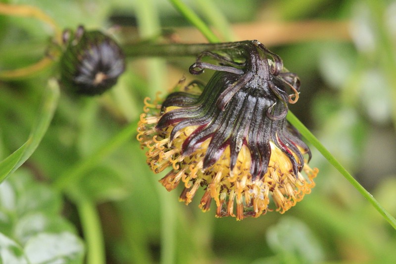 Senecio modestus photo 7