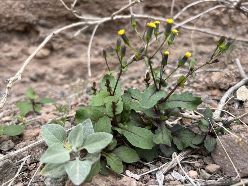 Mojave Ragwort photo 2