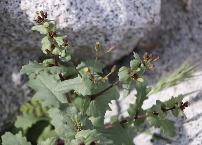 Mojave Ragwort photo 3