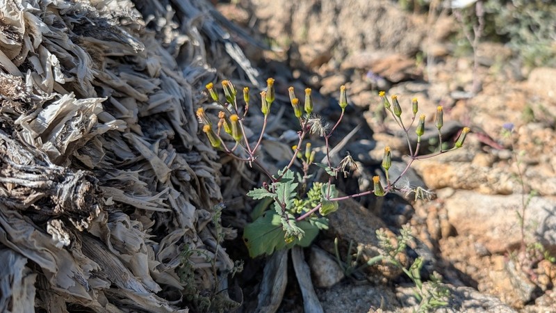 Mojave Ragwort photo 4